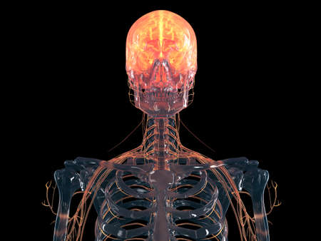 3d rendered illustration of the human brain