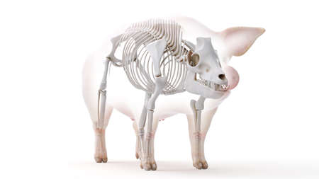 3d rendered illustration of the porcine anatomy - the skeletonの写真素材