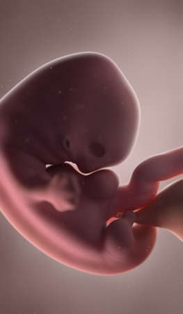 3d rendered illustration of a human fetus - week 7の写真素材