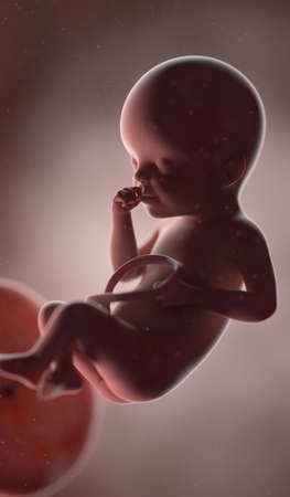 3d rendered illustration of a human fetus - week 25の写真素材