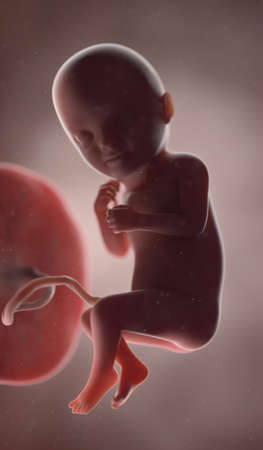 3d rendered illustration of a human fetus - week 33の写真素材