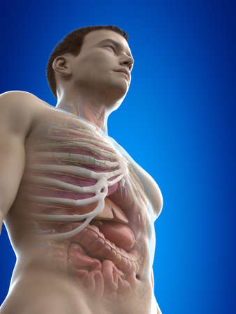 3d rendered medically accurate illustration of male anatomyの写真素材