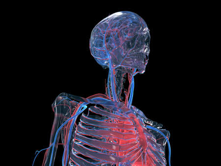 3d rendered illustration of the circulatory system of the head and neck