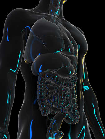 3d rendered illustration of the male organsの写真素材