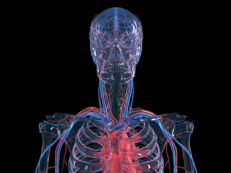 3d rendered illustration of the circulatory system of the head and neck