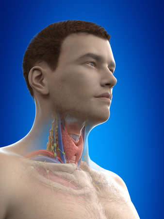 3d rendered medically accurate illustration of the male neck anatomyの写真素材