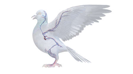 3d rendered illustration of a pigeon's anatomy - the vascular systemの写真素材