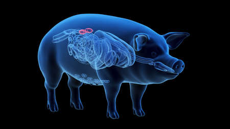 3d rendered illustration of the porcine anatomy - the kidneysの写真素材