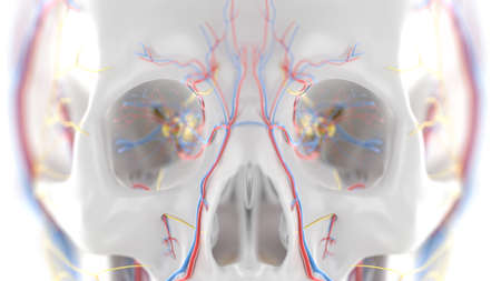 3d rendered illustration of the orbit anatomy