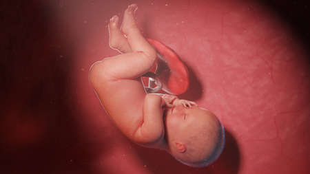 3d rendered illustration of a human fetus - week 41