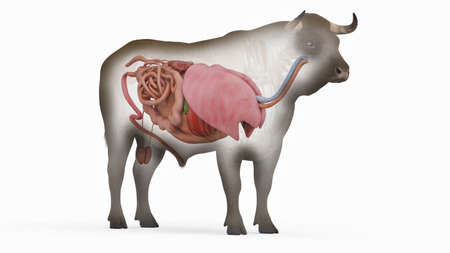 3d rendered illustration of the bovine anatomy - the organsの写真素材