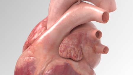 3d rendered illustration of the human heart