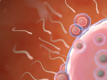 3d rendered illustration of an egg cell and sperm