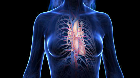 3d rendered illustration of the female heartの写真素材