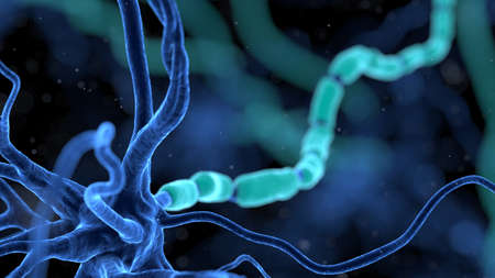 3d rendered illustration of a human nerve cellの写真素材