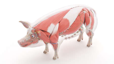 3d rendered illustration of the porcine anatomy