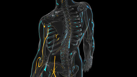 3d rendered illustration of the skeletal back