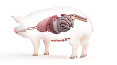3d rendered illustration of the porcine anatomy - the organsの写真素材