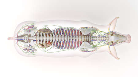3d rendered illustration of the porcine anatomy - the