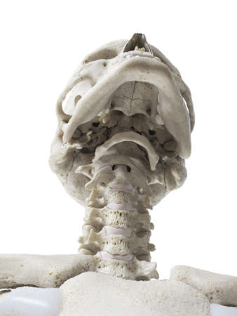 3d rendered illustration of the cervical spine