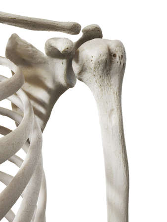 3d rendered illustration of the skeletal shoulderの写真素材
