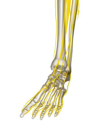 3d rendered medically accurate illustration of the foot nervesの写真素材