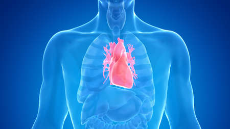 3d rendered medically accurate illustration of the male heart