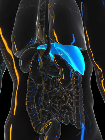 3d rendered illustration of male liverの写真素材
