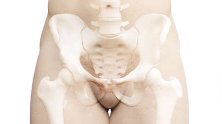 3d rendered illustration of the hip boneの写真素材