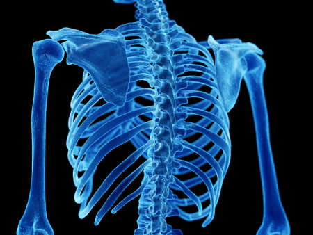 3d rendered illustration of the skeletal back