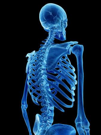 3d rendered illustration of the skeletal back
