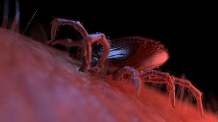 3d rendered illustration of a tick biting into human skin