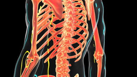 3d rendered illustration of the lower spine