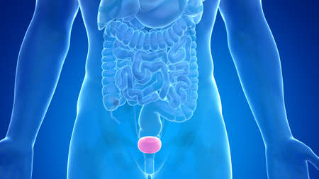 3d rendered medically accurate illustration of the male bladder