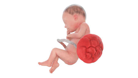 3d rendered medically accurate illustration of a human fetus - week 28の写真素材