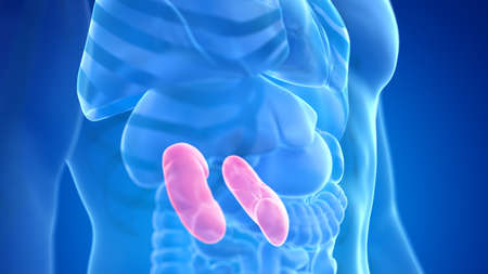 3d rendered medically accurate illustration of the male kidneys