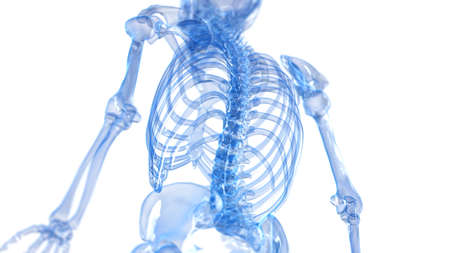 3d rendered illustration of a skeletal back