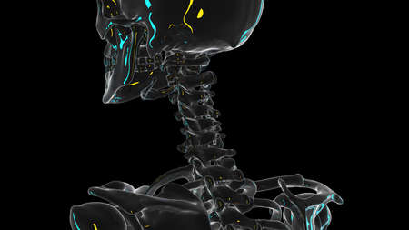 3d rendered illustration of the cervical spineの写真素材