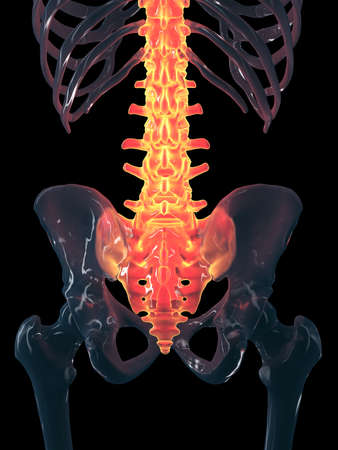 3d rendered illustration of the human spine