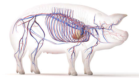 3d rendered illustration of the porcine anatomy - the vascular systemの写真素材