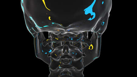 3d rendered illustration of the atlas boneの写真素材