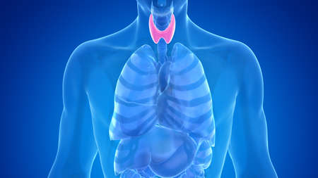 3d rendered medically accurate illustration of the male thyroid glandの写真素材