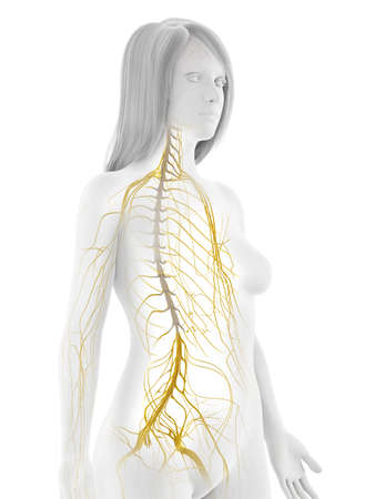 3d rendered illustration of the female nervous systemの写真素材