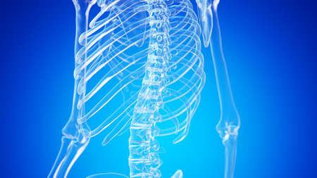 3d rendered illustration of the skeletal backの写真素材