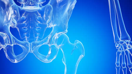 3d rendered illustration of the human hip