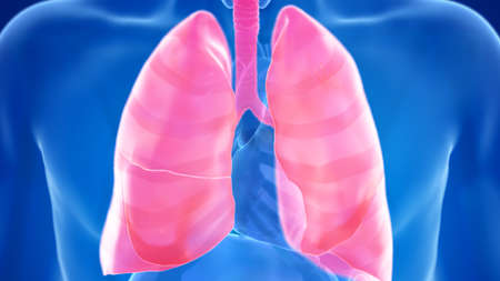 3d rendered medically accurate illustration of the male lung