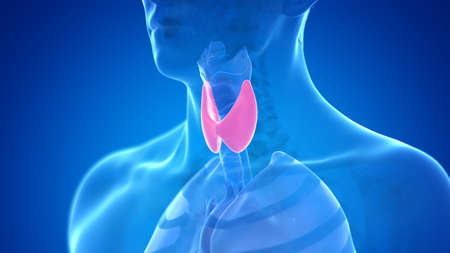 3d rendered medically accurate illustration of the male thyroid glandの写真素材