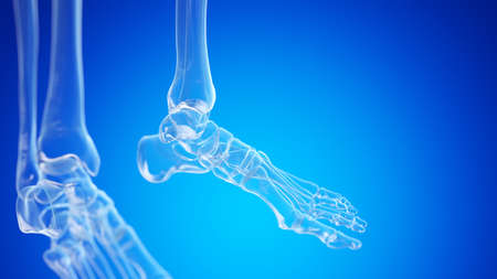 3d rendered illustration of the ankle jointの写真素材