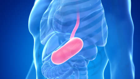3d rendered medically accurate illustration of the male stomach