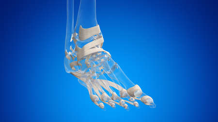 3d rendered medically accurate illustration of the male foot ligamentsの写真素材